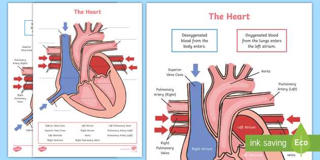 simple schematic diagram of heart