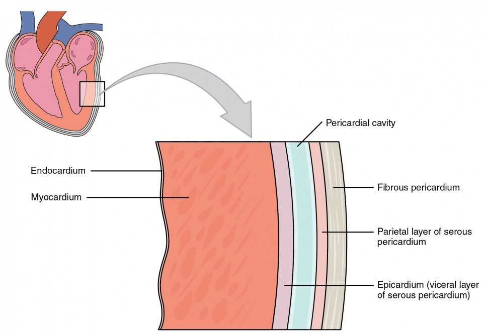 simple schematic diagram of heart