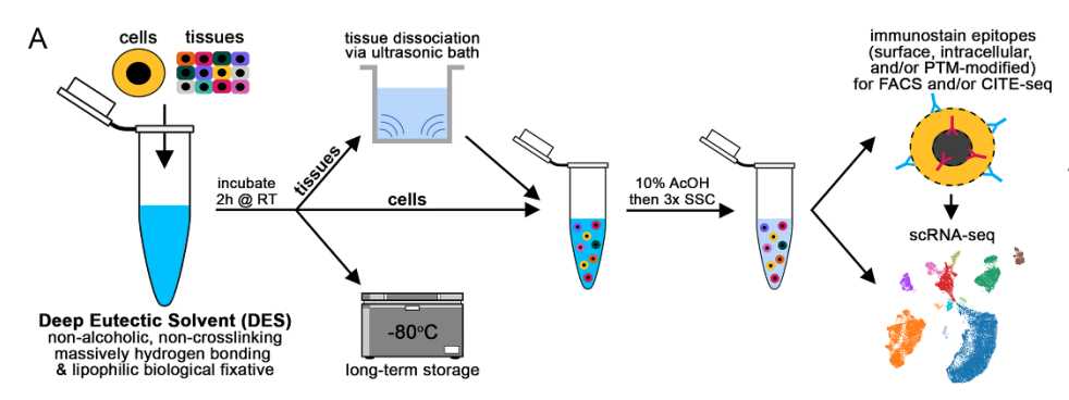 single cell schematic diagram