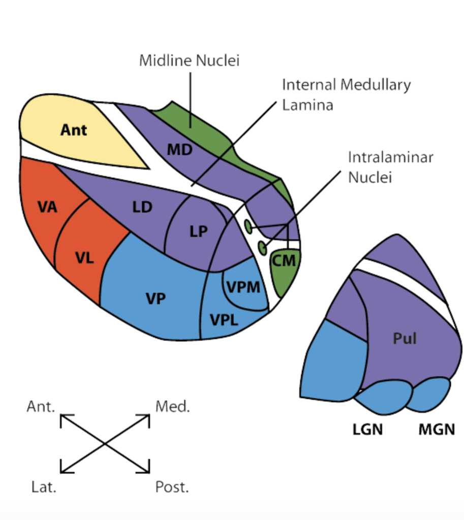 thalamus schematic diagram