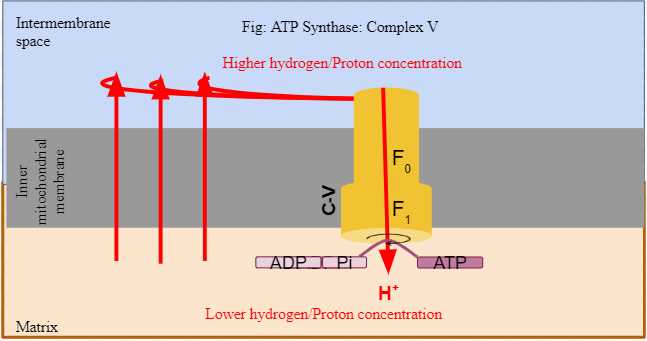 the diagram is a schematic representation of the electron transport