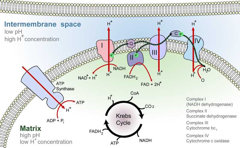 the diagram is a schematic representation of the electron transport