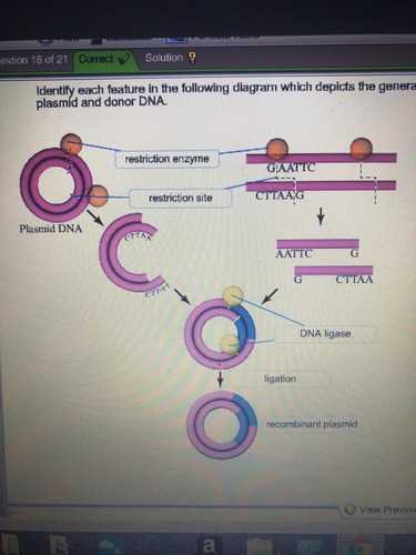 the following schematic diagram depicts an overview of gene cloning