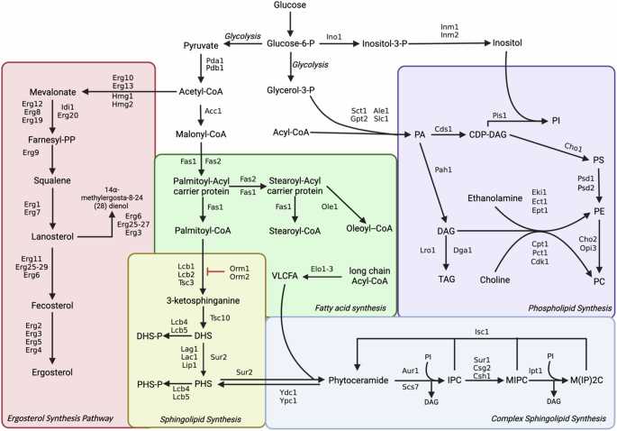 tors 173 schematic diagram