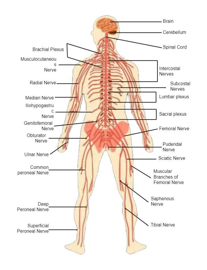 schematic diagram of the basic nervous system