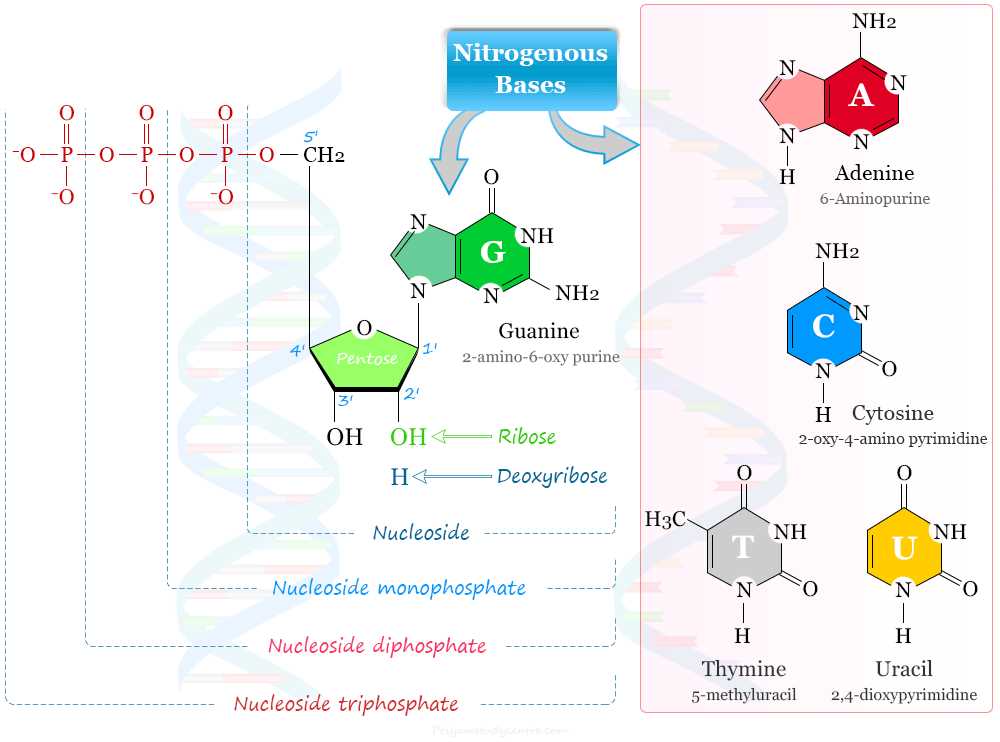 schematic diagram of a nucleotide