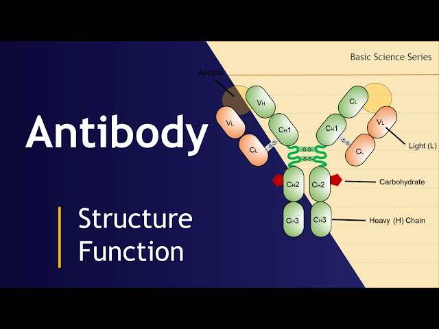draw a schematic diagram of antibody structure