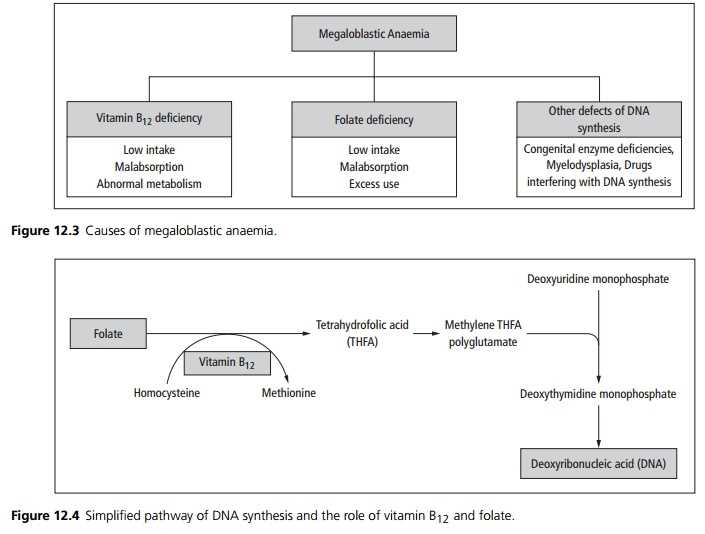anemia schematic diagram anemia schematic diagram