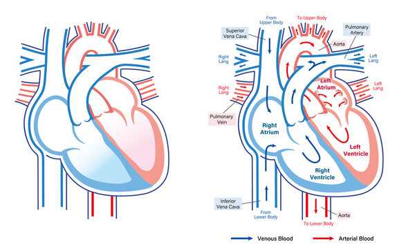 schematic diagram of heart