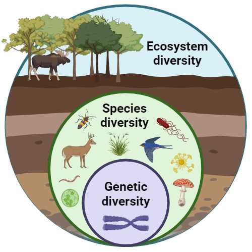 biodiversity schematic diagram biodiversity schematic diagram