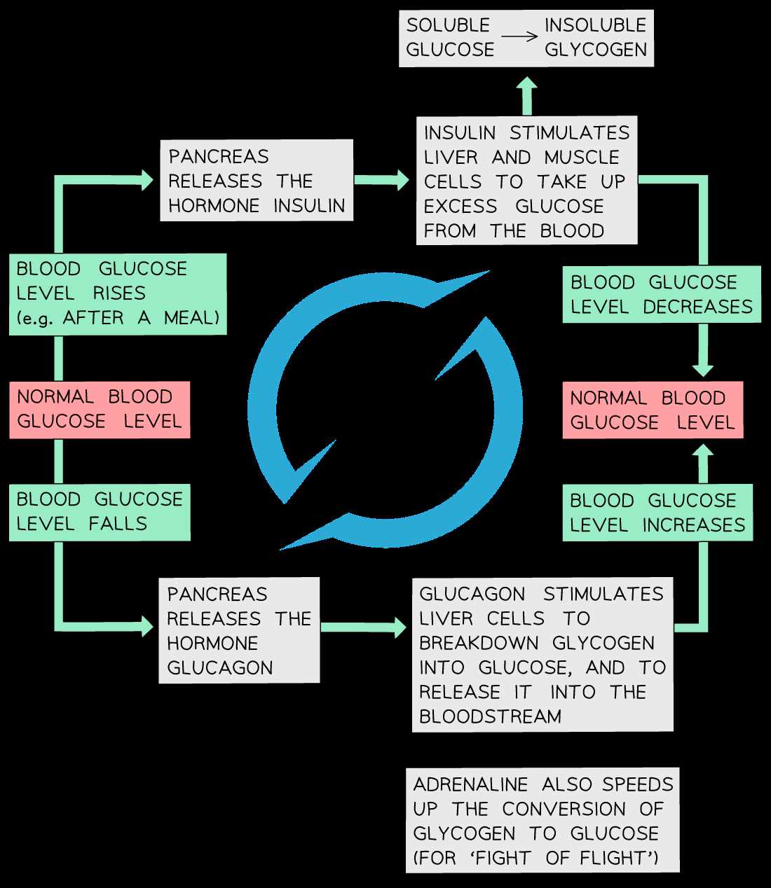 blood glucose negative feedback system schematic diagram