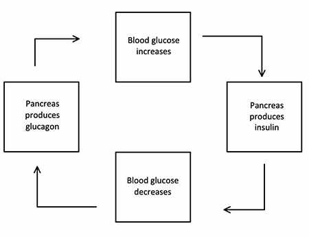 blood glucose negative feedback system schematic diagram
