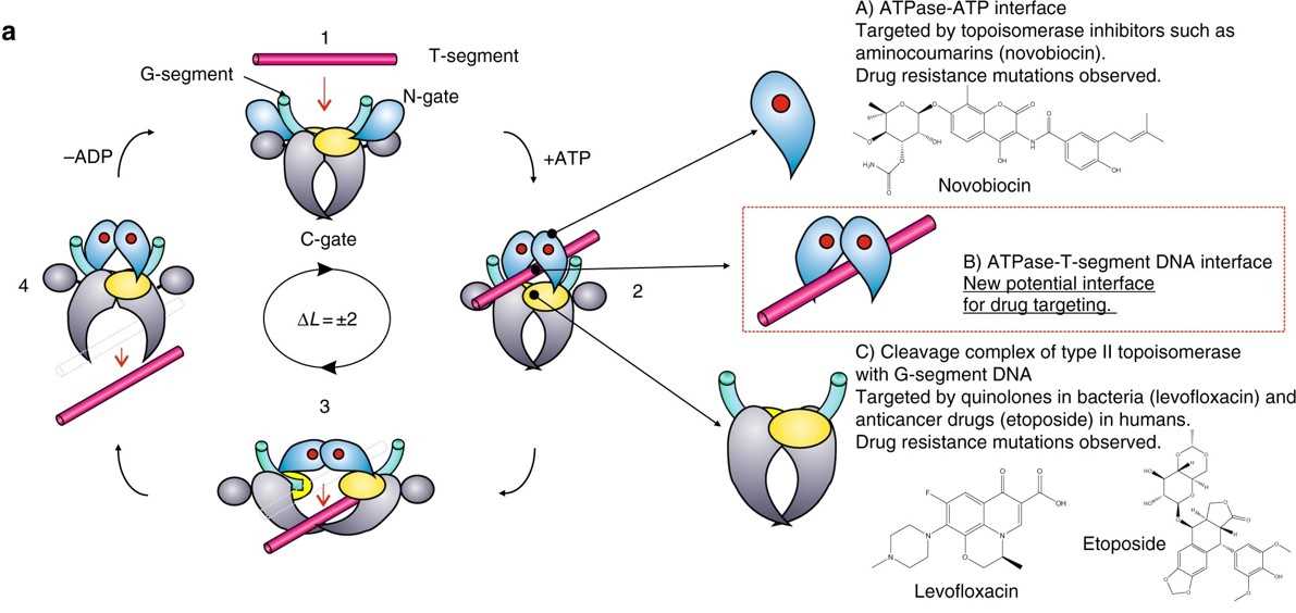 schematic diagram of a portion of dna