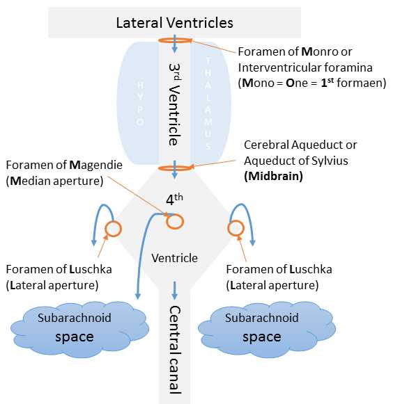 csf pathway schematic diagram