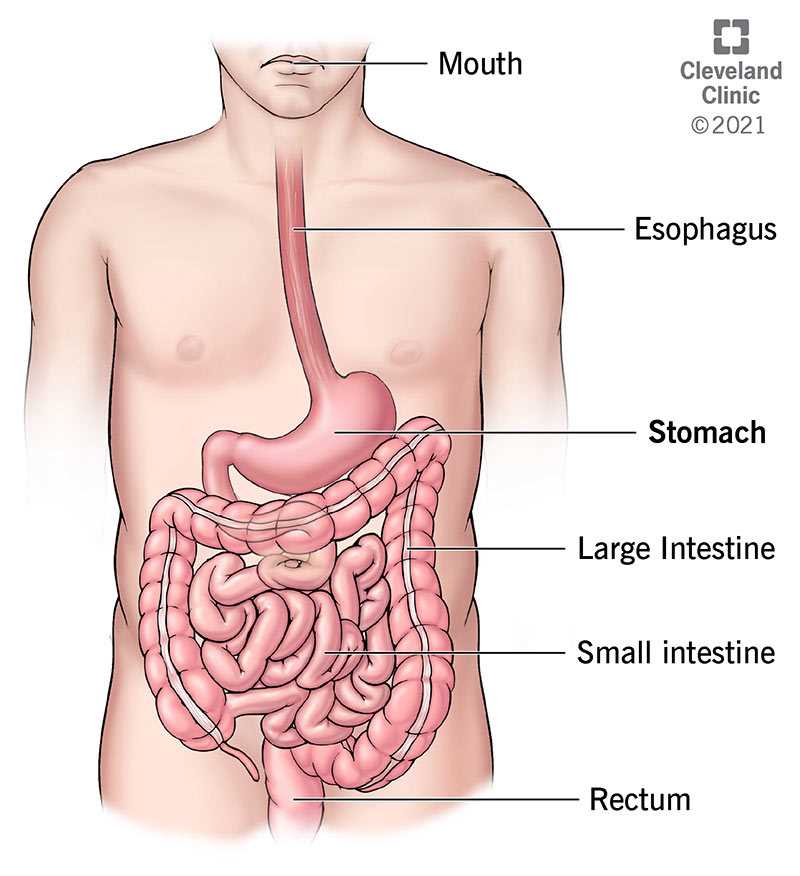 stomach schematic diagram