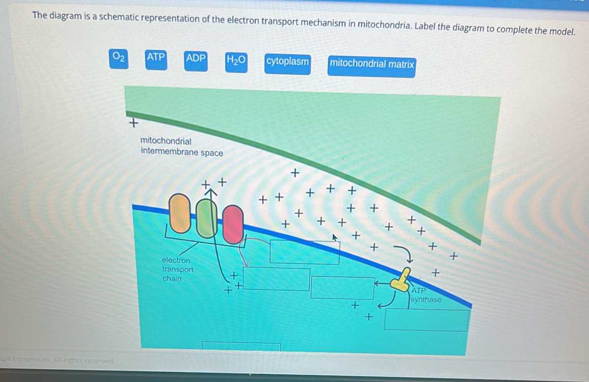 the diagram is a schematic representation of the electron transport
