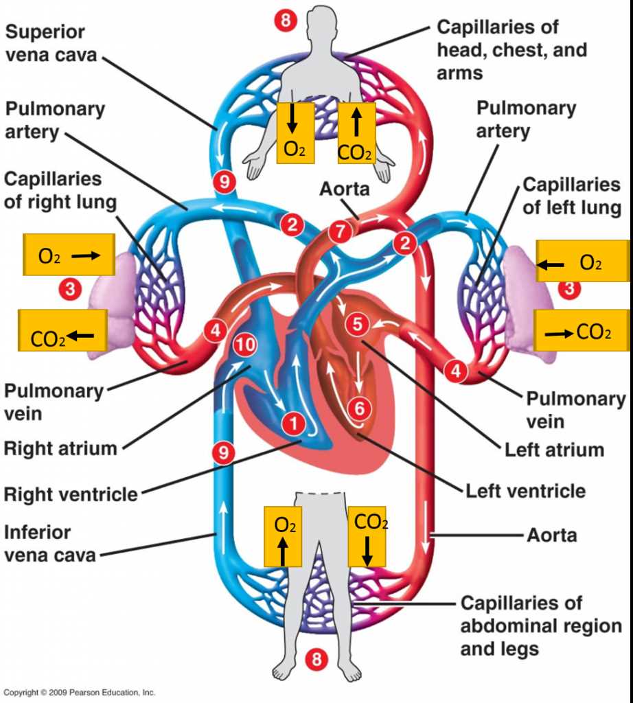 draw schematic diagram of circulation of blood