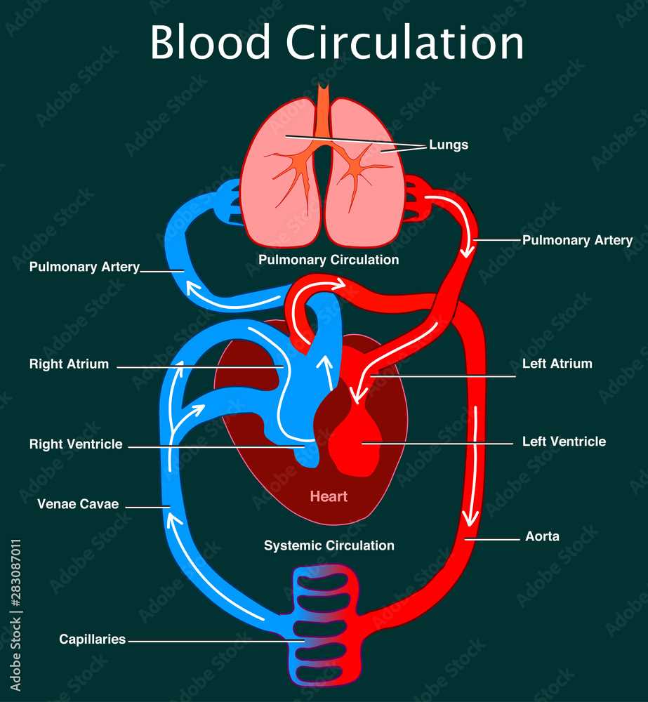 draw schematic diagram of circulation of blood