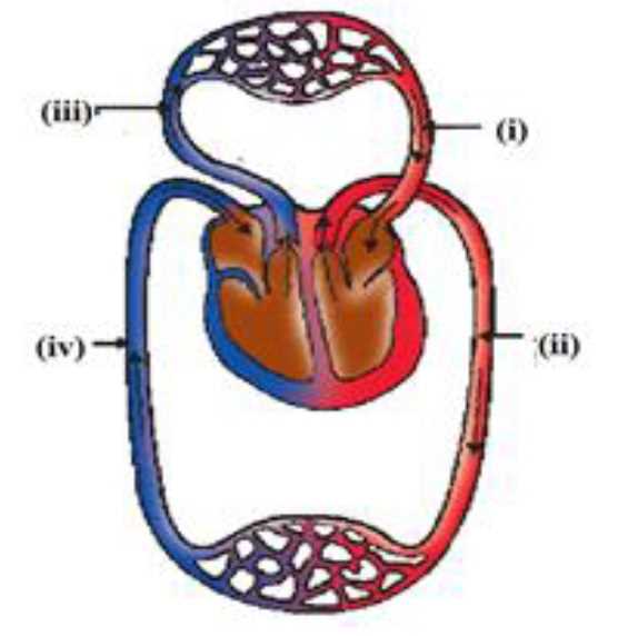 draw schematic diagram of circulation of blood