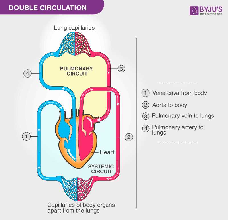 draw schematic diagram of circulation of blood