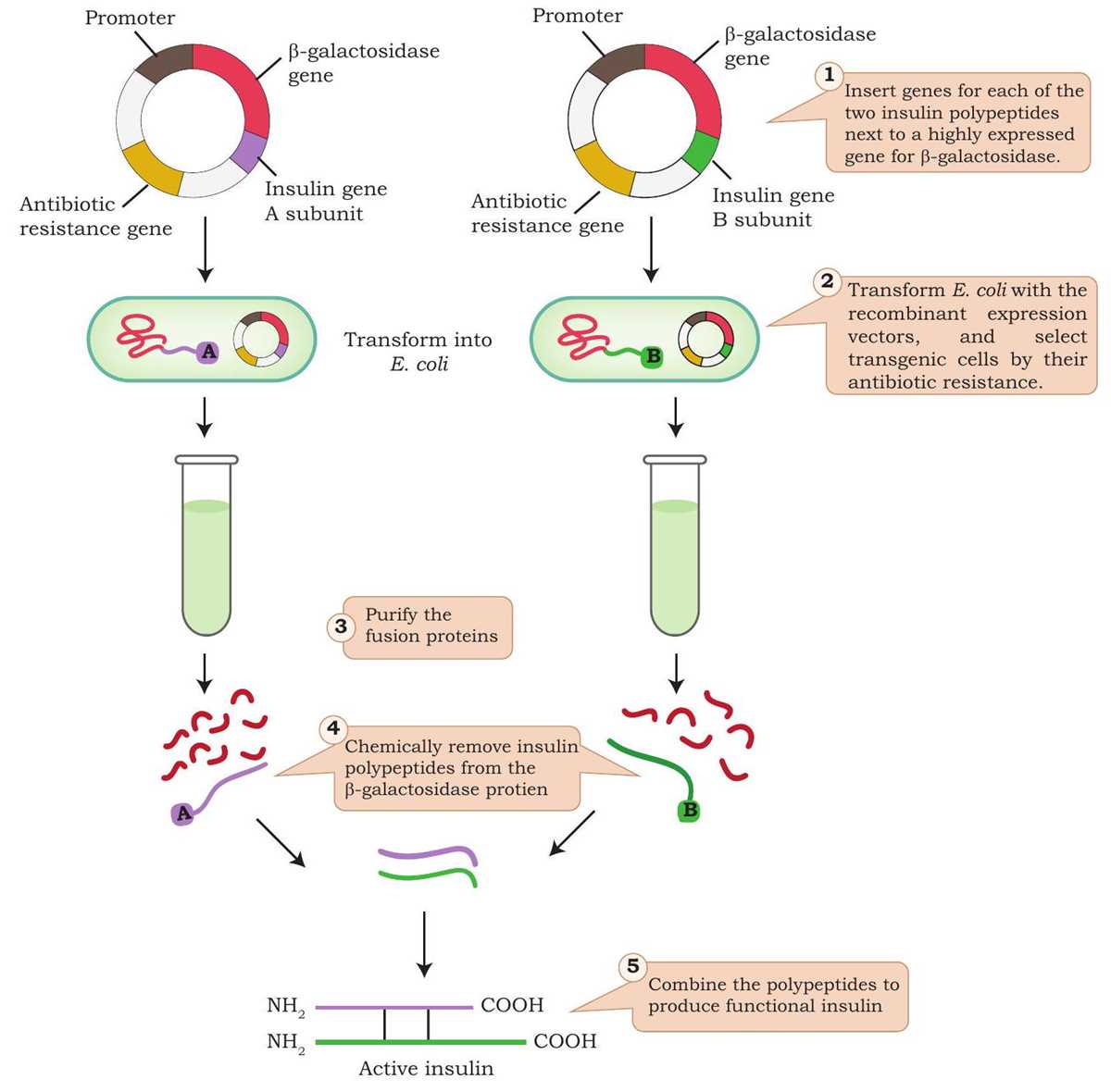 schematic diagram of recombinant dna technology