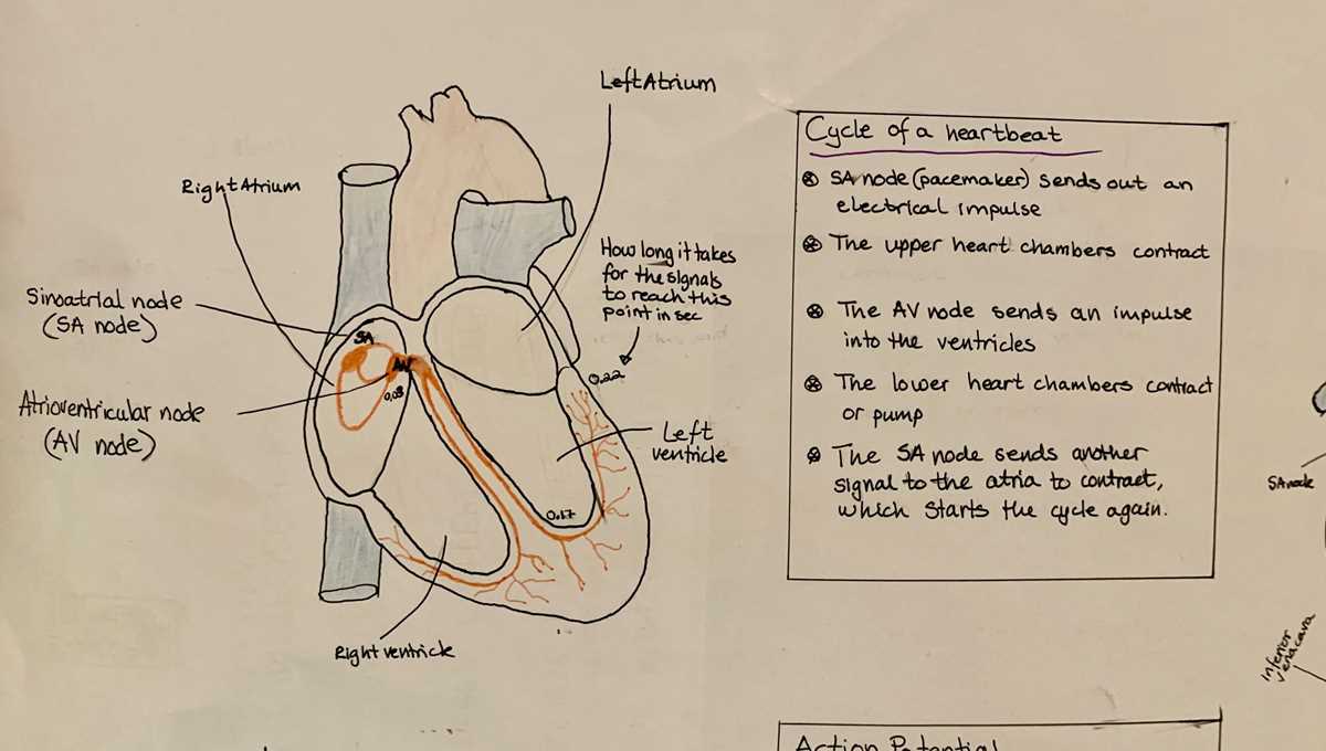 heartbeat schematic diagram
