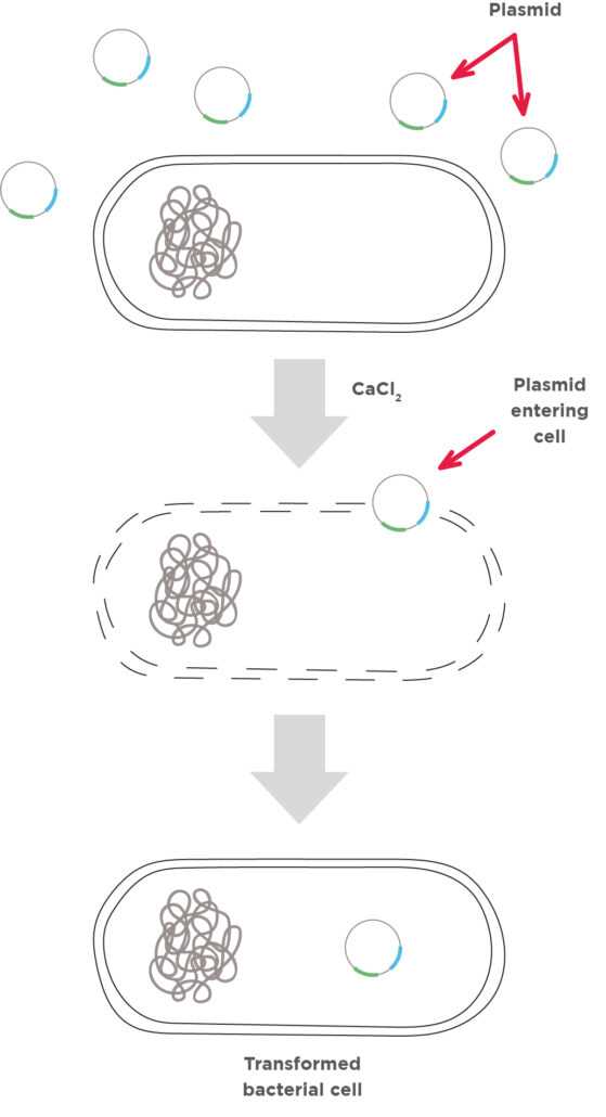 this schematic diagram shows the steps in plasmid