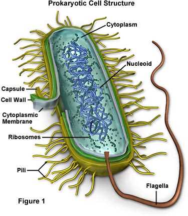 schematic diagram of a bacterial cell