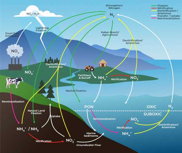 explain nitrogen cycle with a schematic diagram
