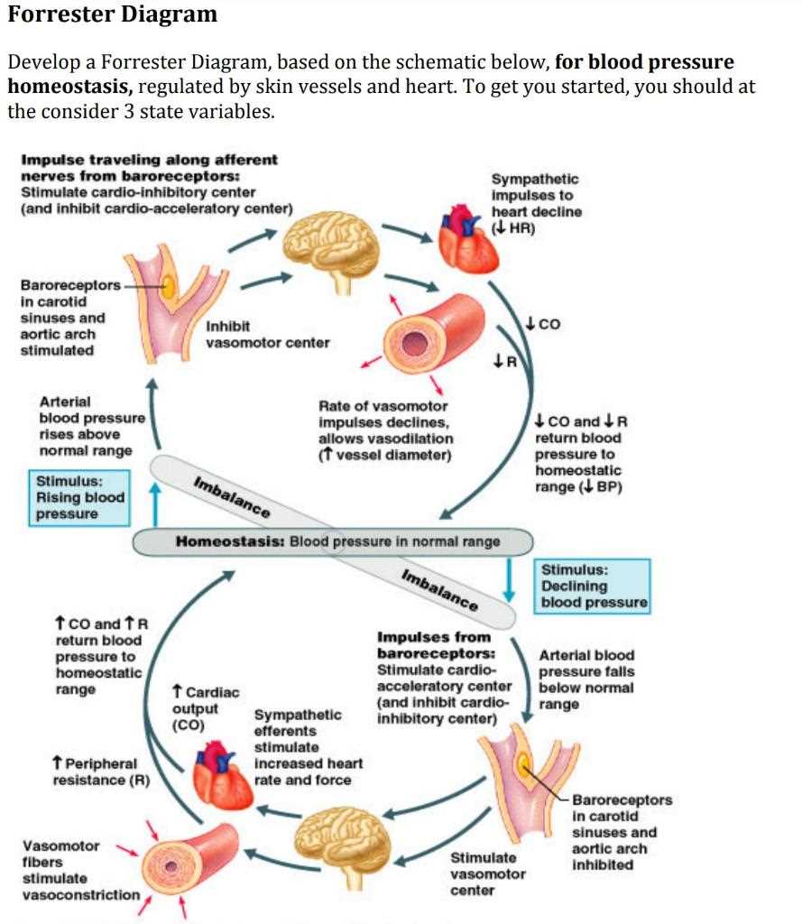 schematic diagram of blood pressure homeostasis in figure 29.8