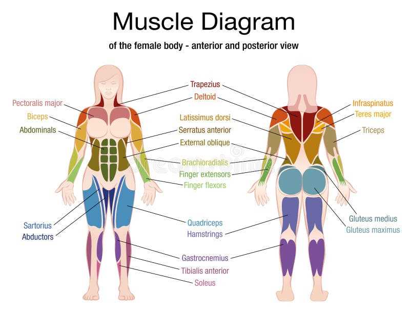 a schematic diagram of the human body& 39 a schematic diagram of the human body& 39