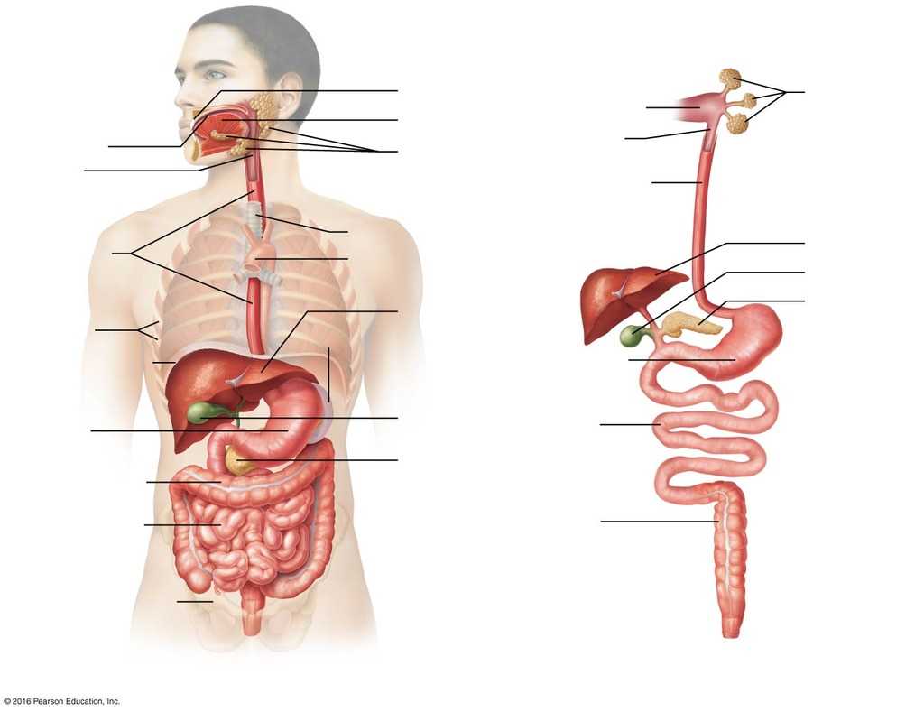 schematic diagram of digestive system