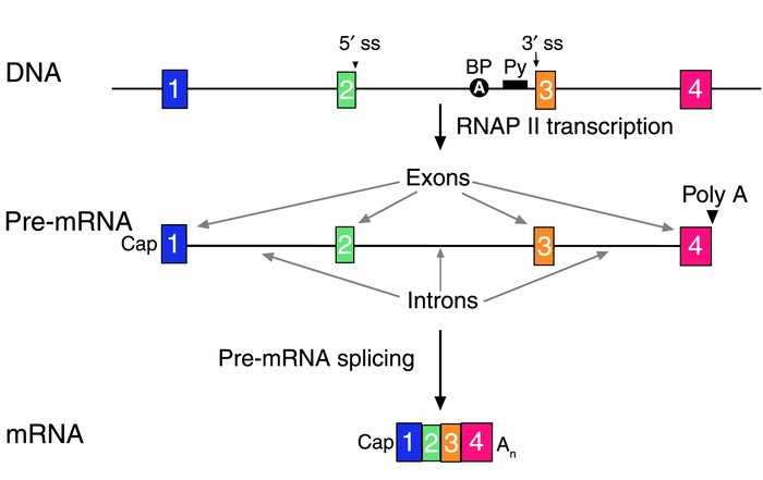 gene schematic structure diagram