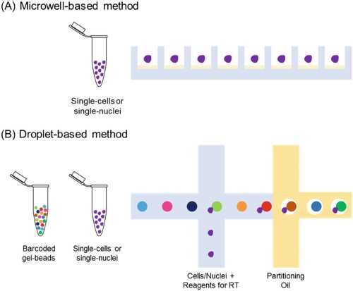 single cell schematic diagram