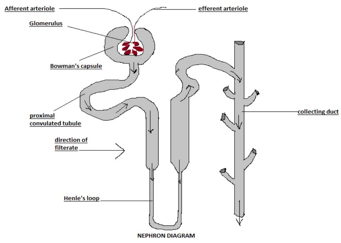 nephron schematic diagram