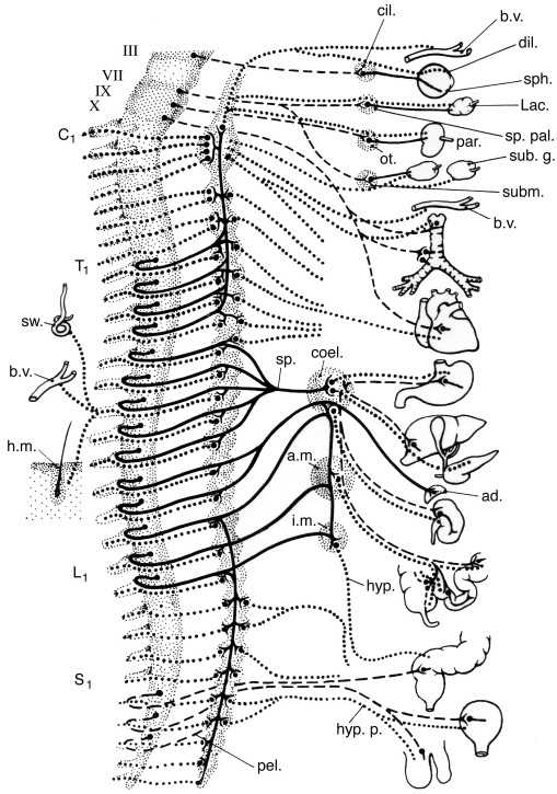 schematic diagram of the basic nervous system
