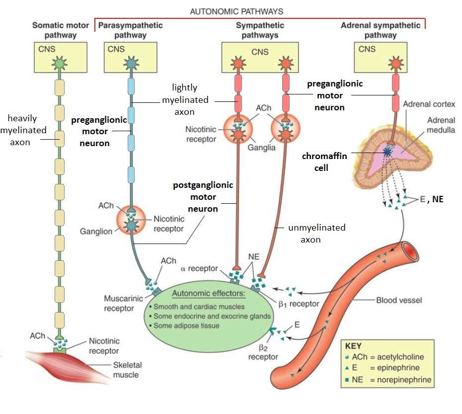 schematic diagram of autonomic nervous system