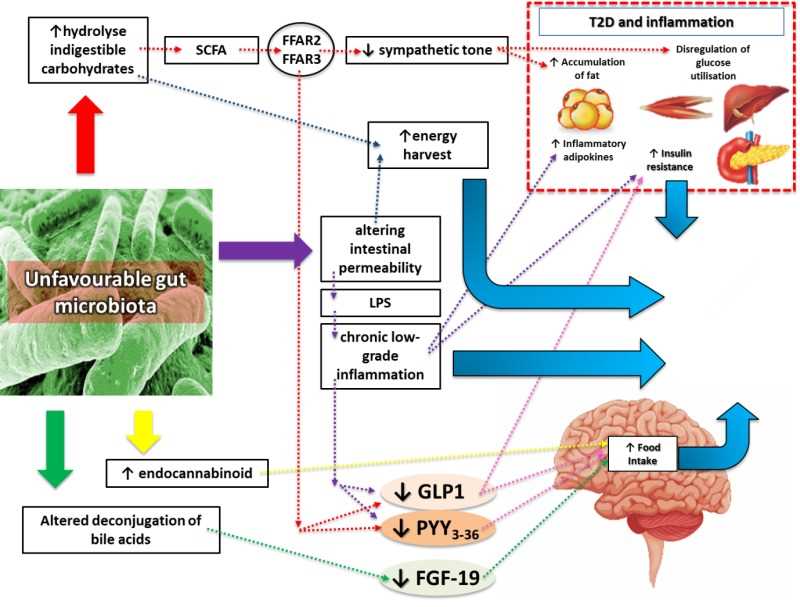 inflammation schematic diagram