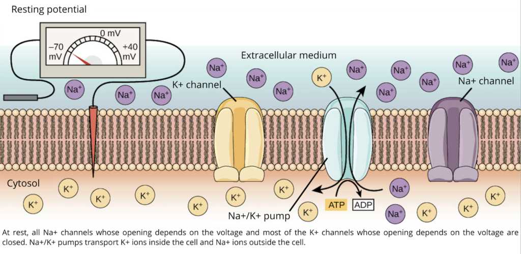 schematic diagram of action potential schematic diagram of action potential