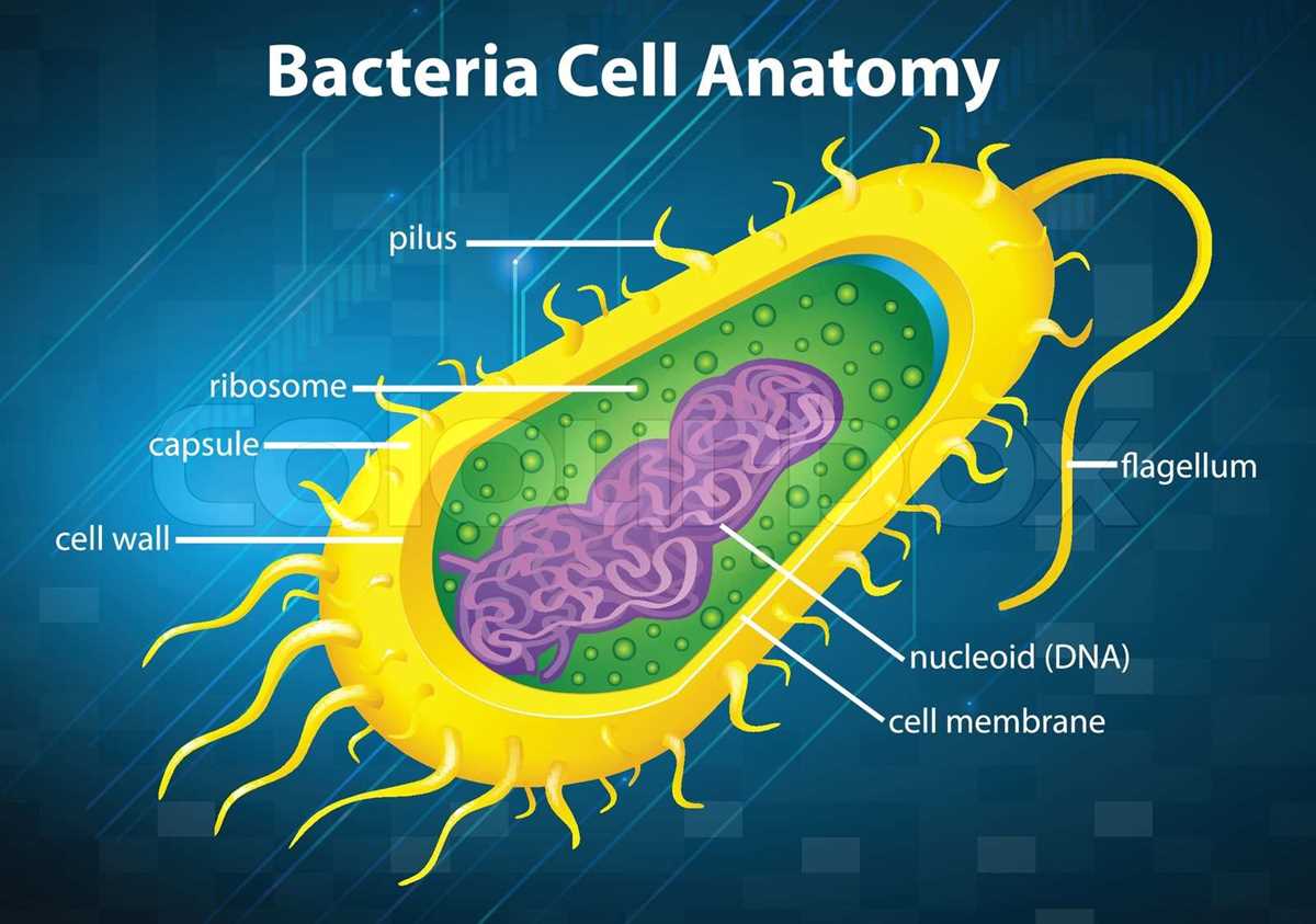 schematic diagram of bacteria cell
