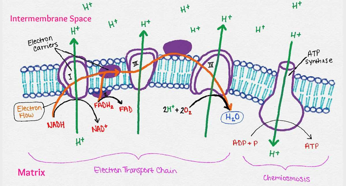 electron transport chain schematic diagram