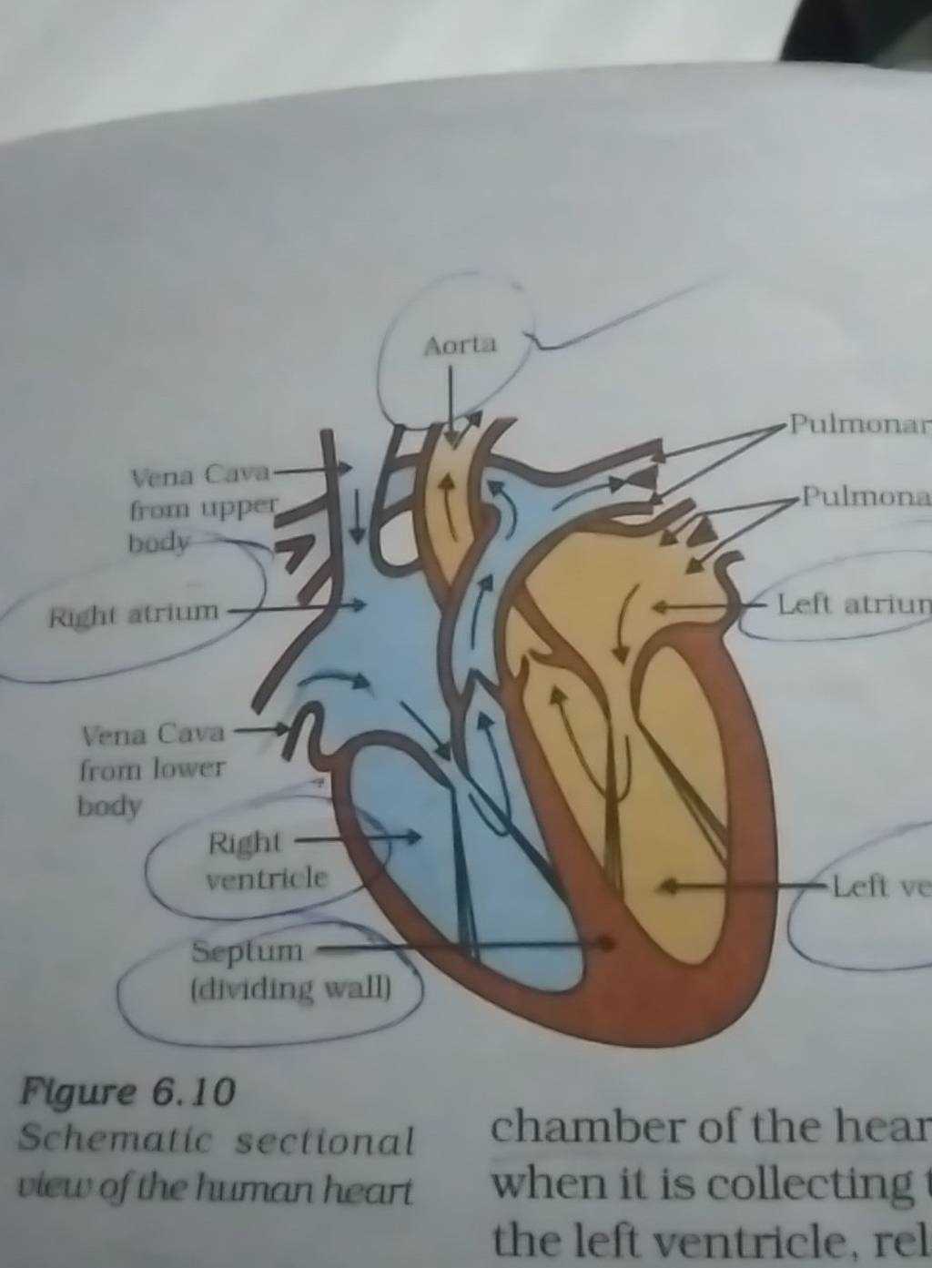 schematic sectional view of the human heart easy diagram