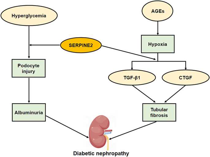 diabetes schematic diagram