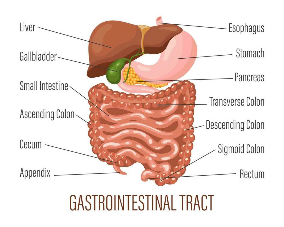 schematic diagram of the main organ of the gi tract