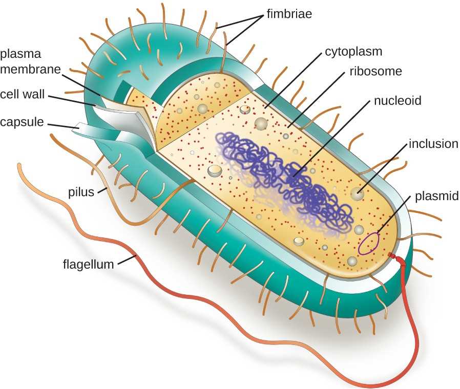schematic diagram of prokaryotic and eukaryotic cell