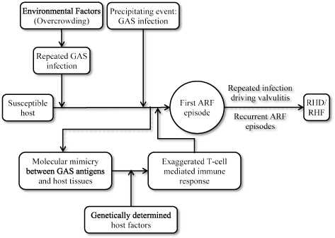 rheumatic fever pathophysiology schematic diagram