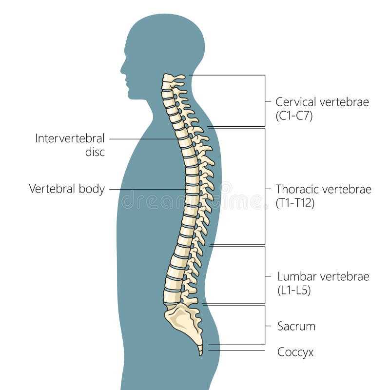 schematic diagram of the body