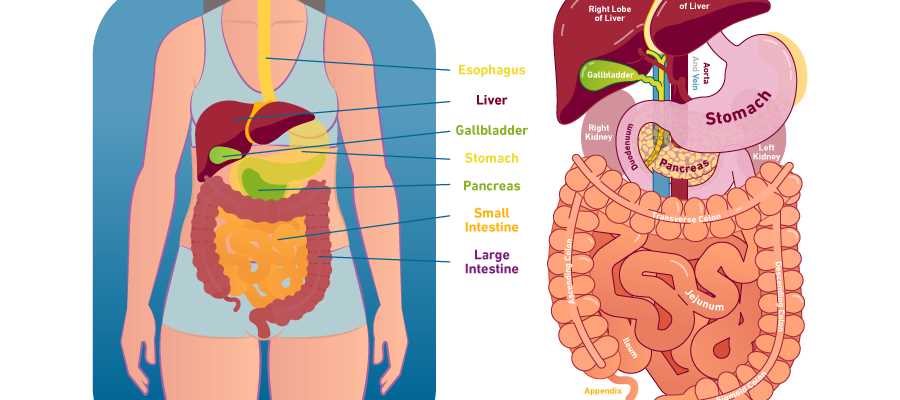 schematic diagram of the main organ of the gi tract