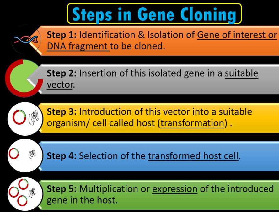 schematic diagram of multiple step procedure of cloning