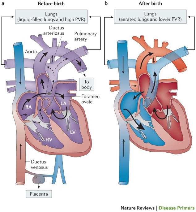 schematic diagram of circulation class 7 schematic diagram of circulation class 7